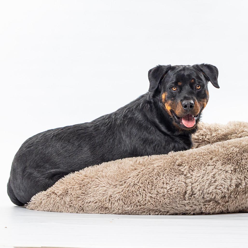 Diesel, Adoptable, Adult Male Rottweiler & Mixed Breed.