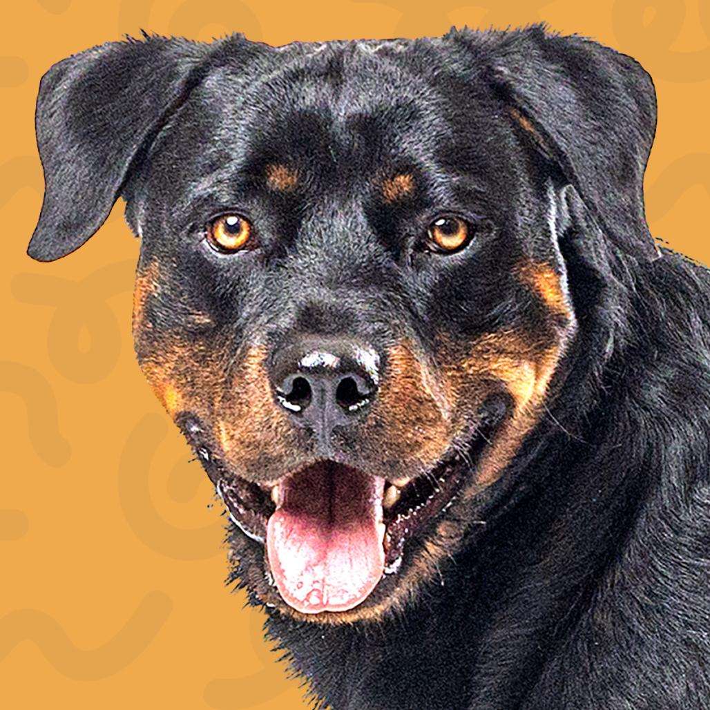 Enlarge Diesel, a Adoptable mixed breed in Reno, NV image 2/6