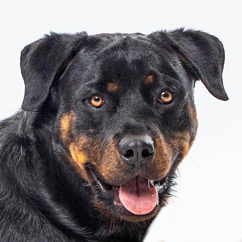 Enlarge Diesel, a Adoptable mixed breed in Reno, NV image 3/6