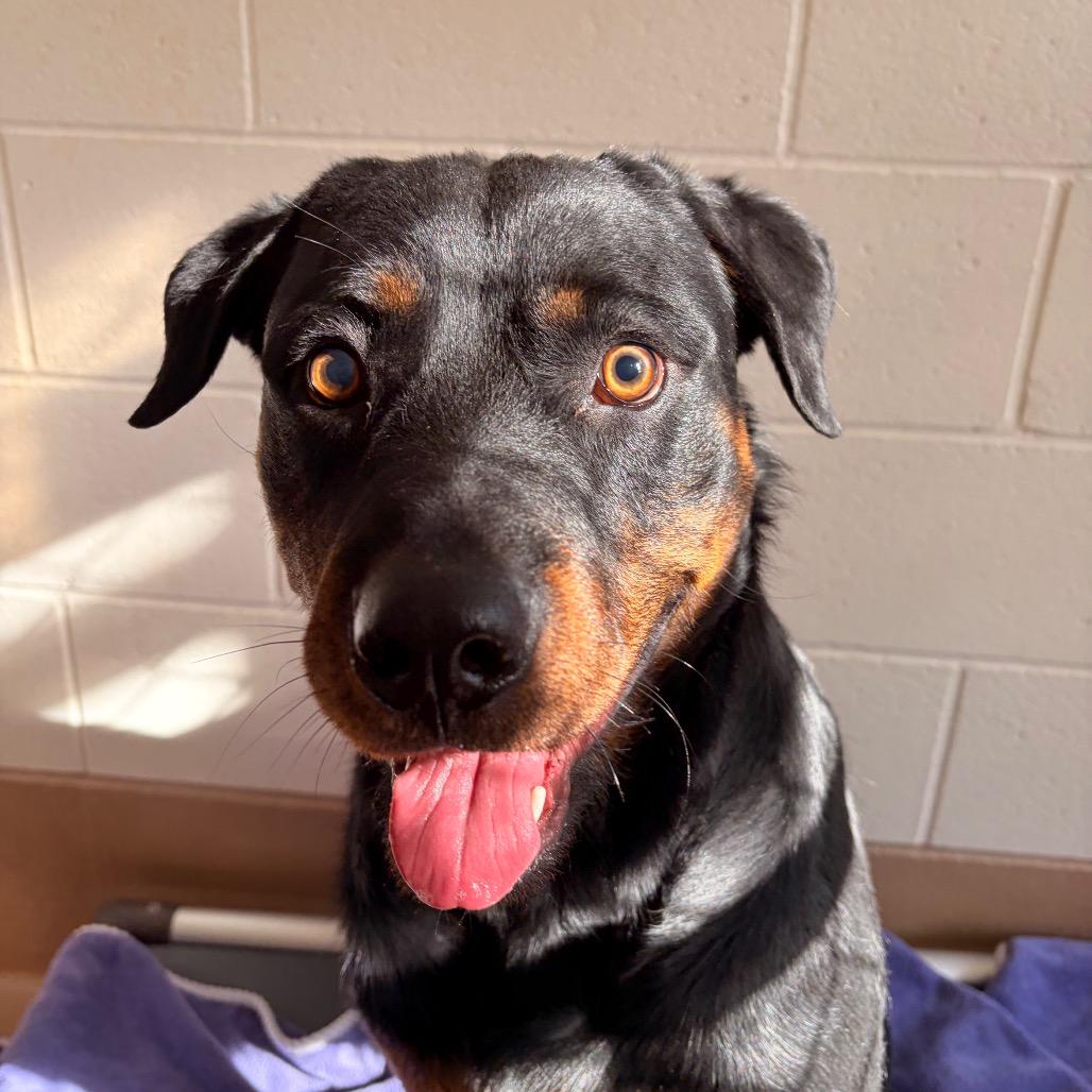Enlarge Diesel, a Adoptable mixed breed in Reno, NV image 4/6