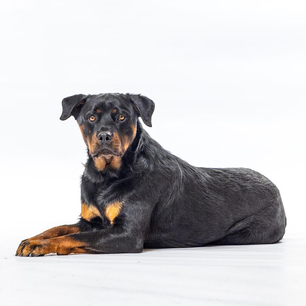 Enlarge Diesel, a Adoptable mixed breed in Reno, NV image 5/6