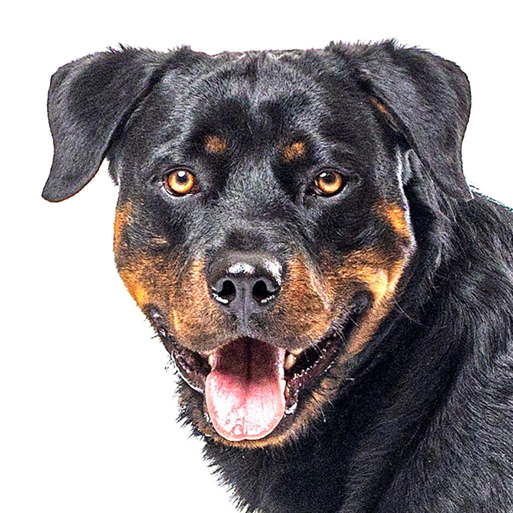 Enlarge Diesel, a Adoptable mixed breed in Reno, NV image 6/6