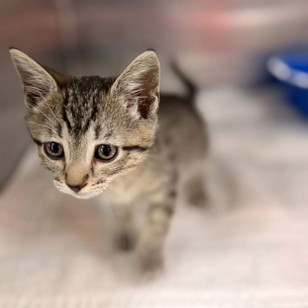 Billy Goat Meow Meow Pants, a Adoptable Domestic Short Hair in Spokane, WA image 1/5