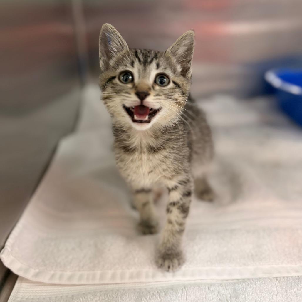 Billy Goat Meow Meow Pants, a Adoptable Domestic Short Hair in Spokane, WA image 3/5