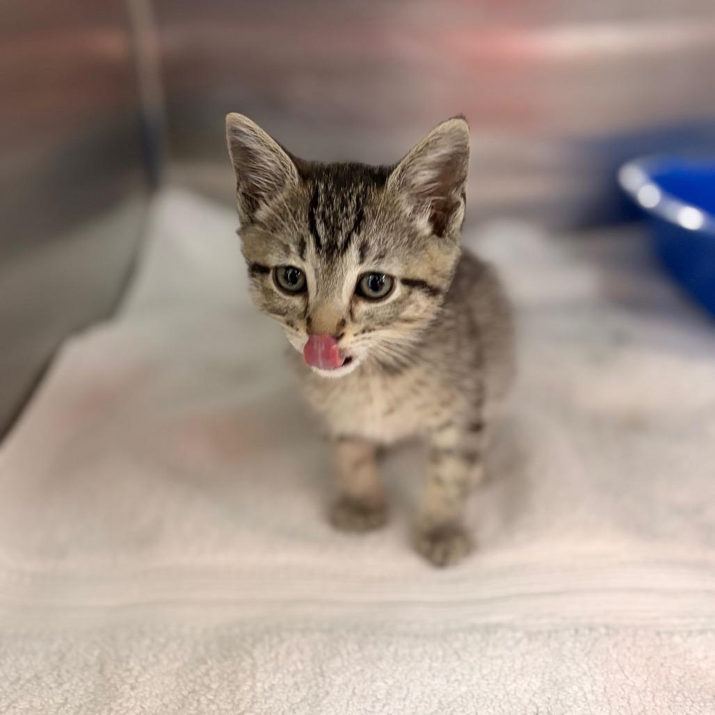Billy Goat Meow Meow Pants, a Adoptable Domestic Short Hair in Spokane, WA image 4/5