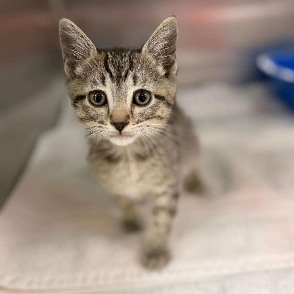 Billy Goat Meow Meow Pants, a Adoptable Domestic Short Hair in Spokane, WA image 5/5