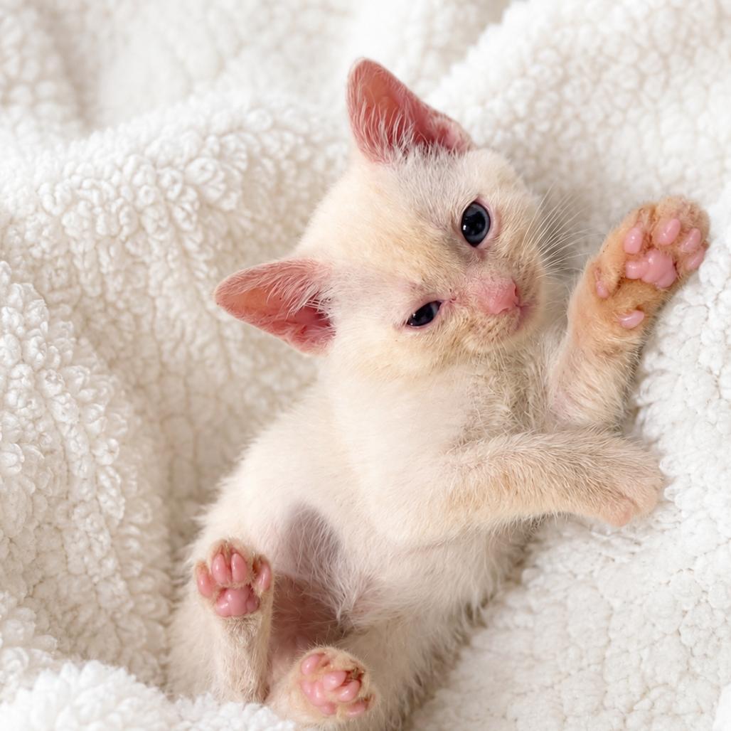 Burrito, Adoptable, Kitten Male Domestic Short Hair.