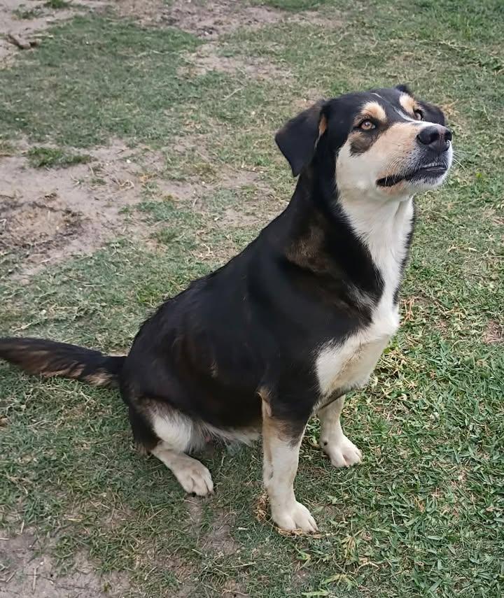 Sookie, Adoptable, Adult Female Terrier.