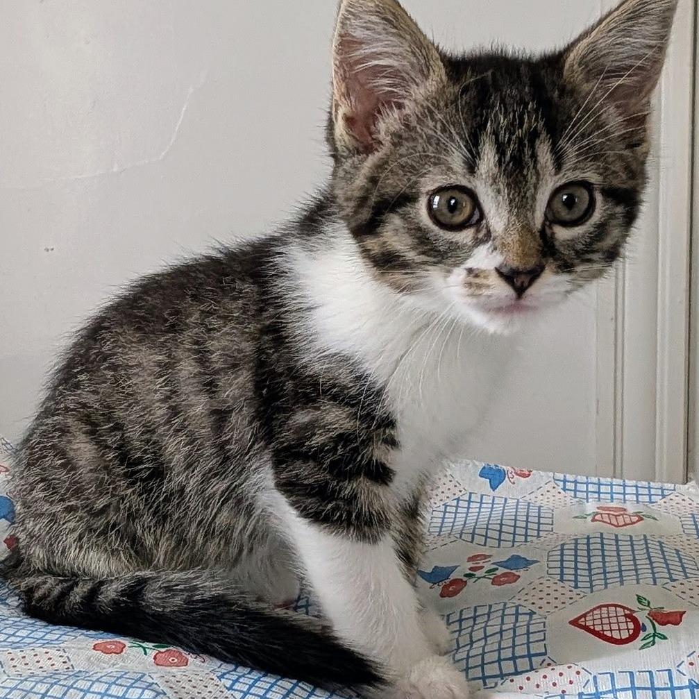 Enlarge Bellwether, a Adoptable Domestic Short Hair in Wadena, MN image 1/1
