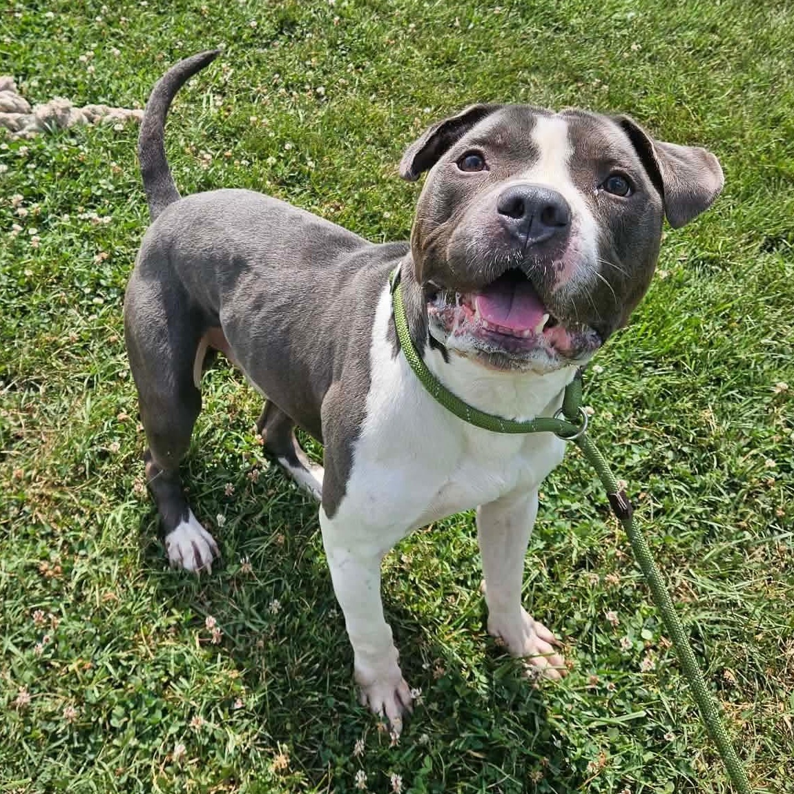 Stud Muffin, ADOPTABLE, Adult Male American Bully.