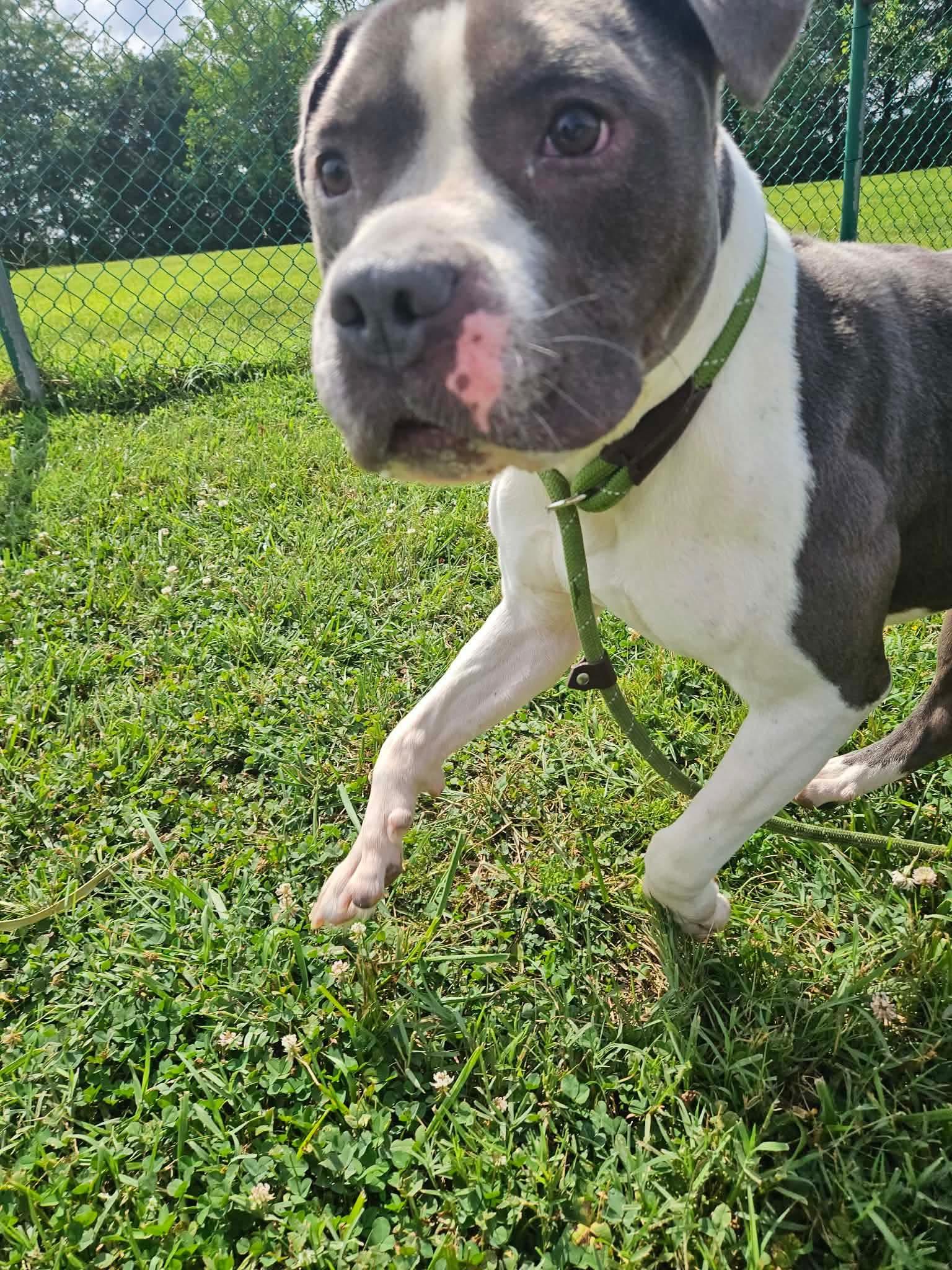 Stud Muffin, a ADOPTABLE American Bully in Culpeper, VA image 3/4