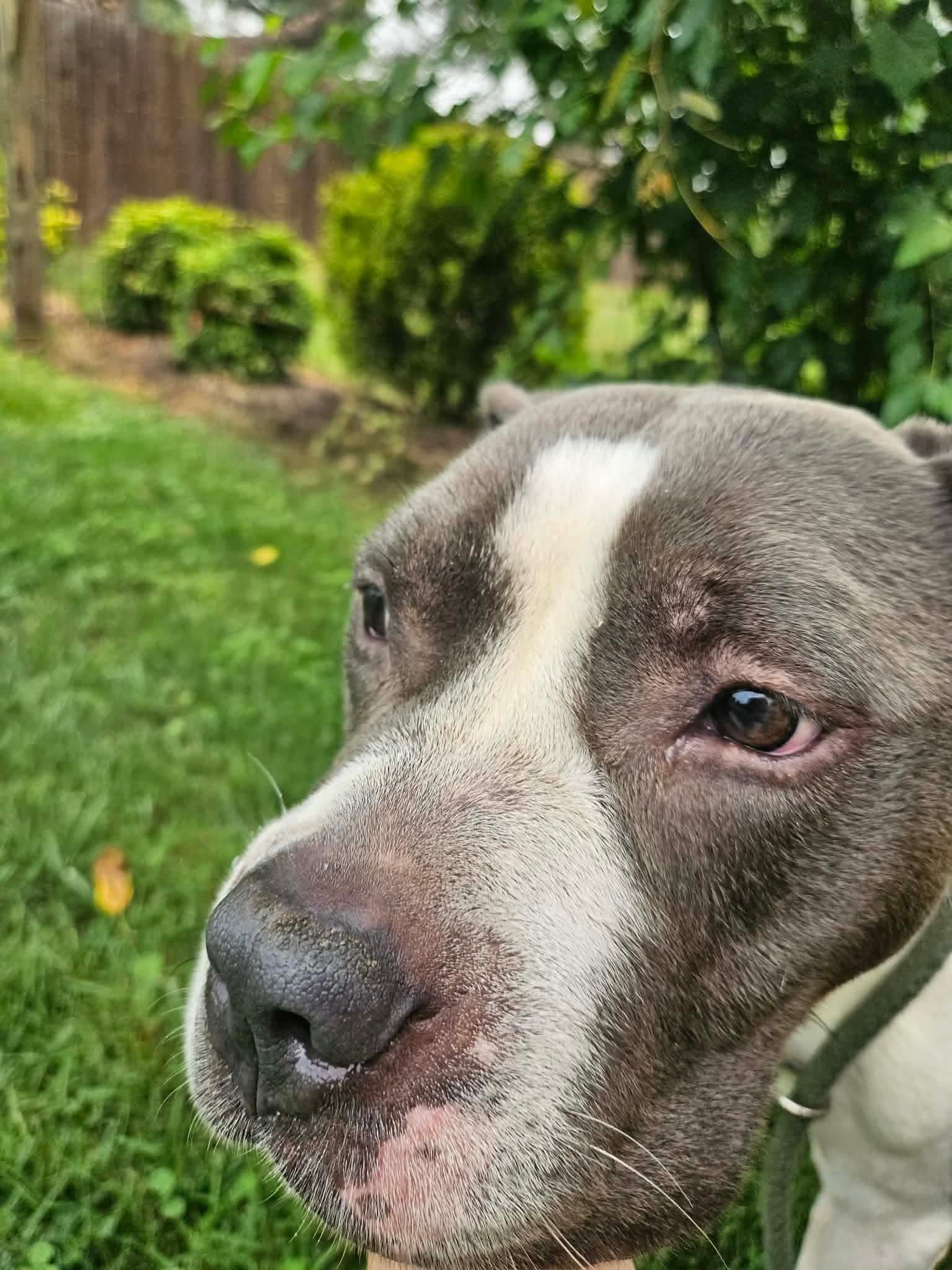 Stud Muffin, a ADOPTABLE American Bully in Culpeper, VA image 2/4