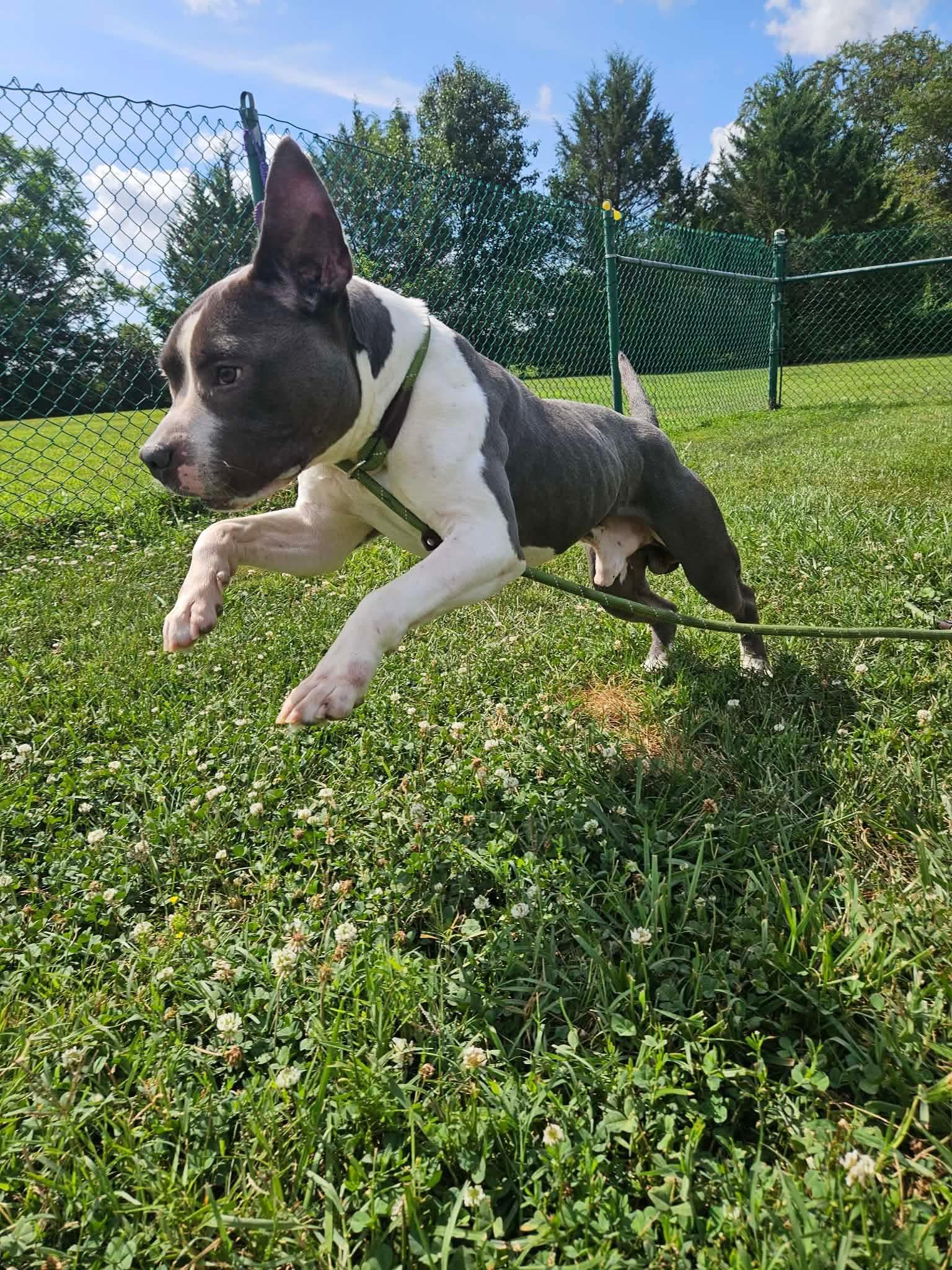 Stud Muffin, a ADOPTABLE American Bully in Culpeper, VA image 4/4