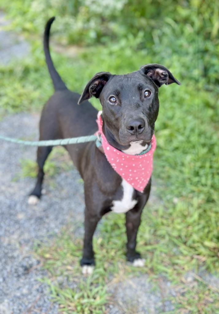 Elsie, a Adoptable mixed breed in Ellijay, GA image 1/2