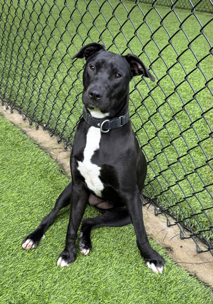 Elsie, a Adoptable mixed breed in Ellijay, GA image 2/2