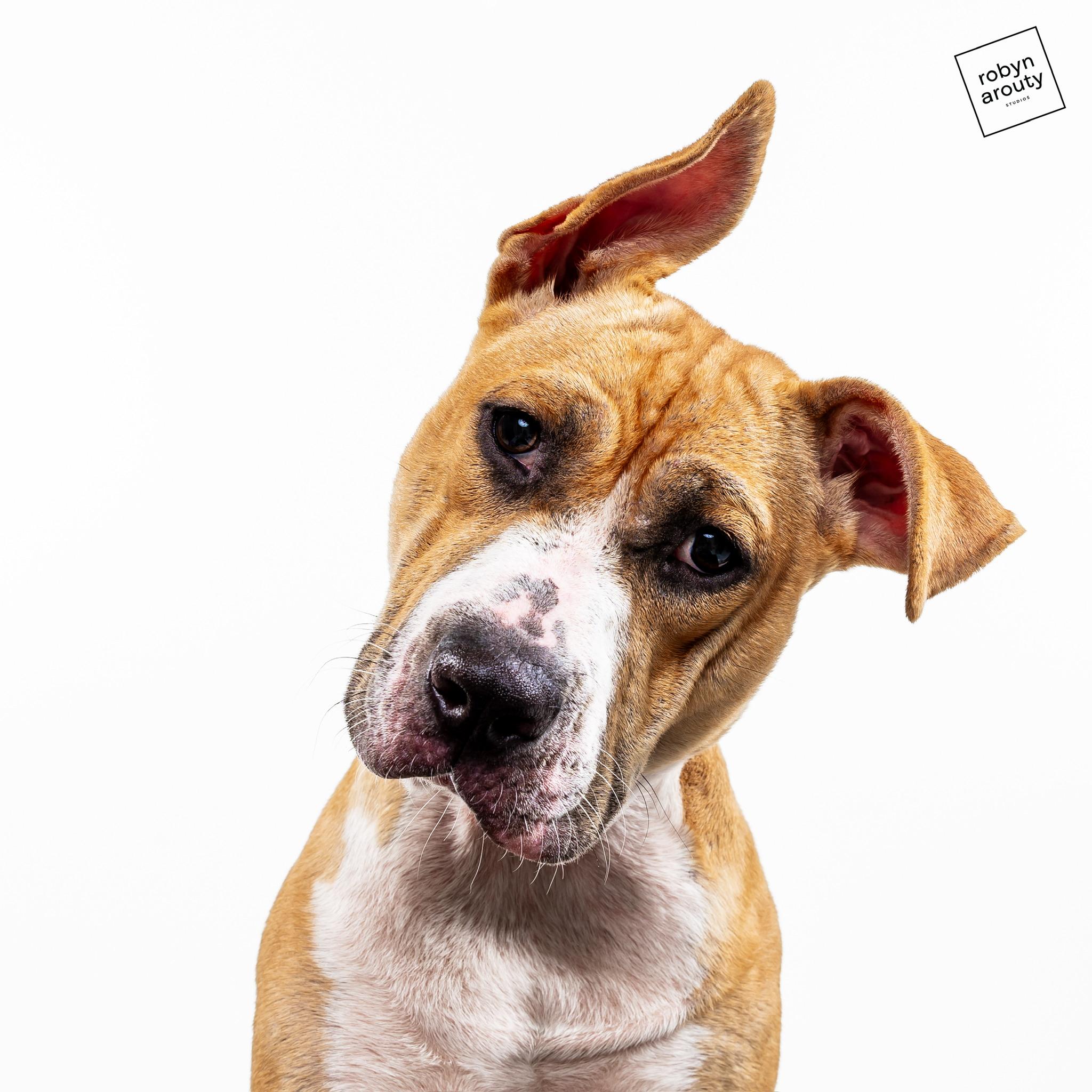 Lily, Adoptable, Young Female American Staffordshire Terrier & Labrador Retriever.