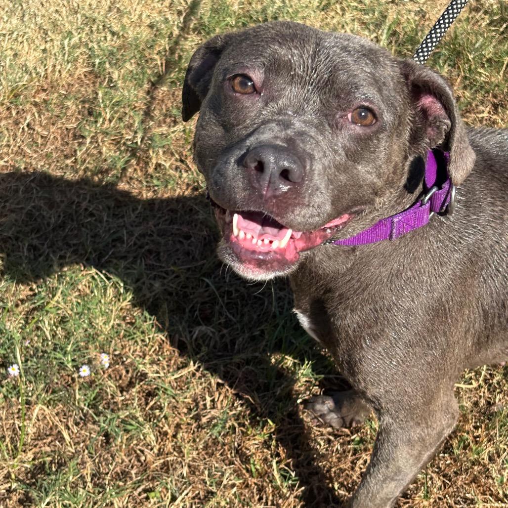 Jenna, Adoptable, Adult Female Pit Bull Terrier & Mixed Breed.