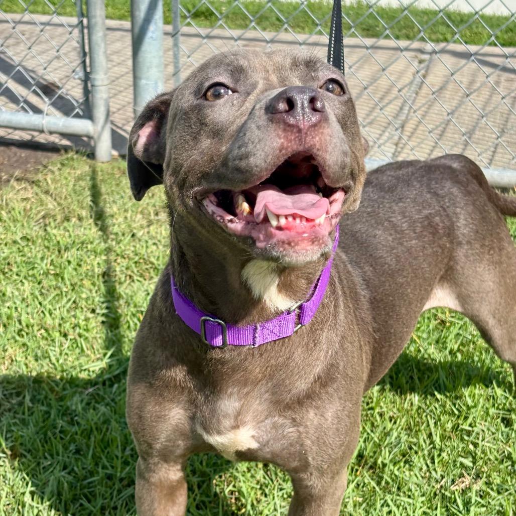 Enlarge Jenna, a Adoptable mixed breed in League City, TX image 2/6