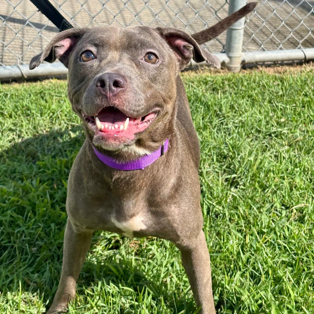 Enlarge Jenna, a Adoptable mixed breed in League City, TX image 3/6