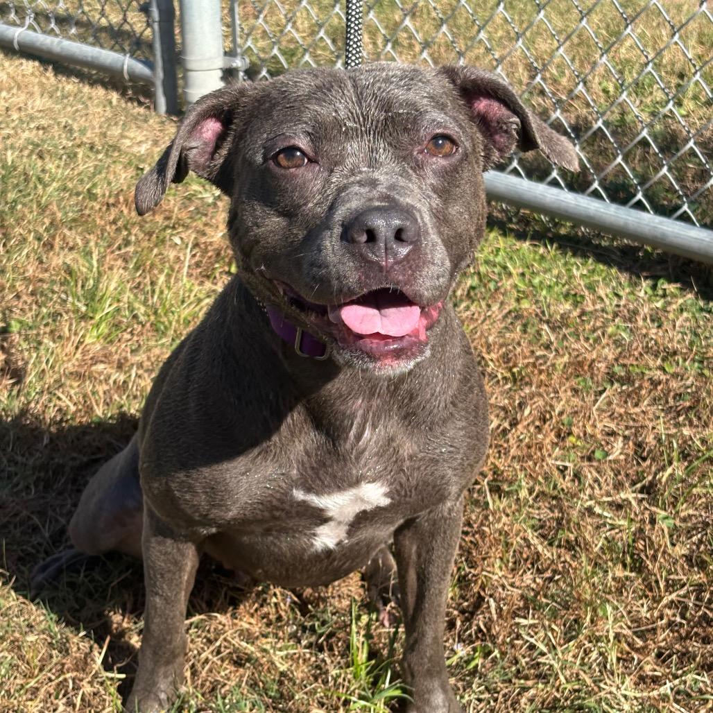 Enlarge Jenna, a Adoptable mixed breed in League City, TX image 4/6