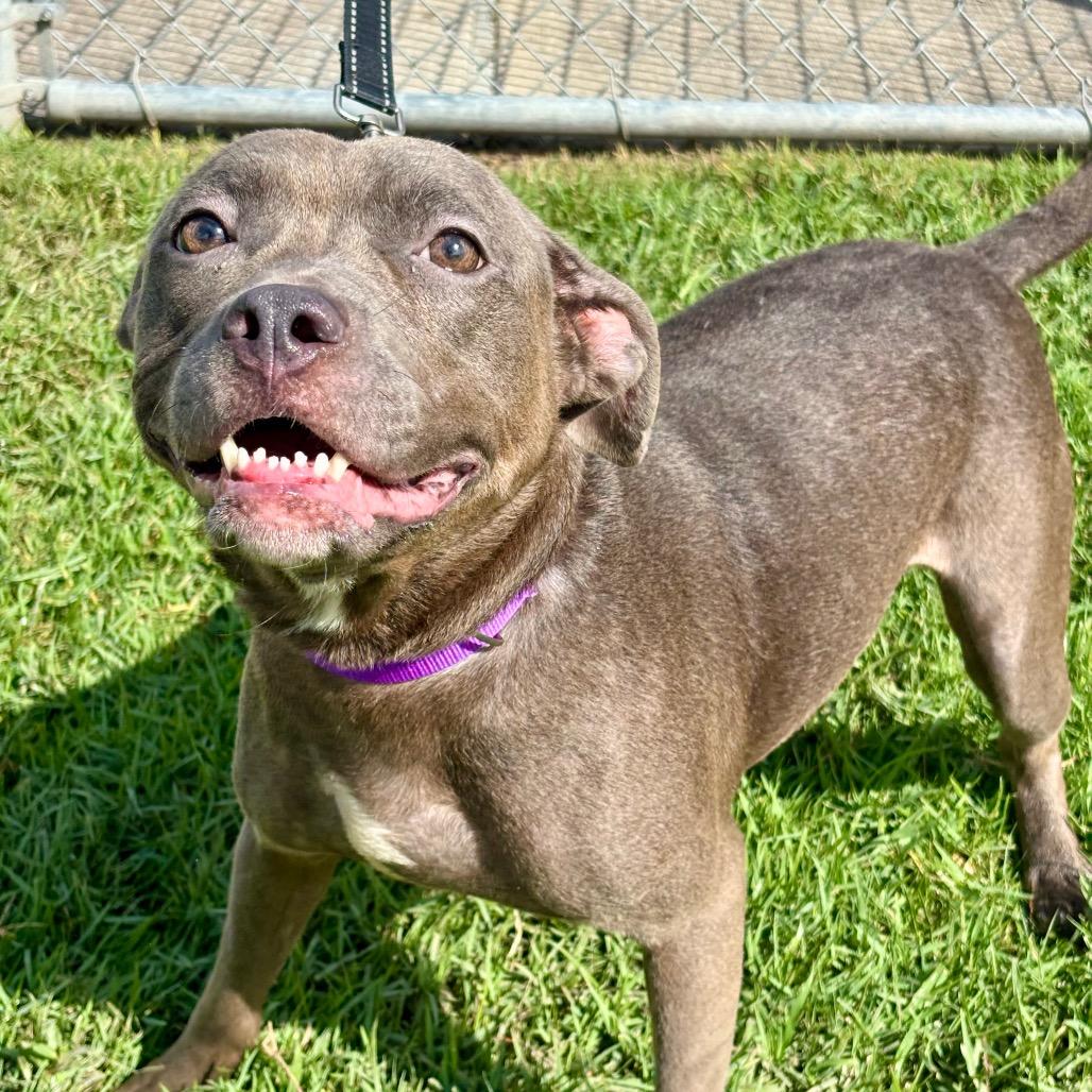 Enlarge Jenna, a Adoptable mixed breed in League City, TX image 6/6