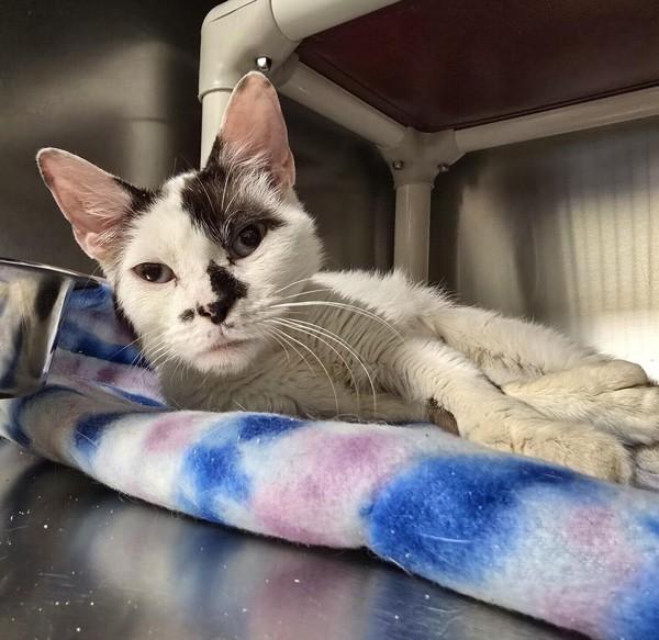 Enlarge Wisteria, a Adoptable mixed breed in Vancouver, WA image 2/2