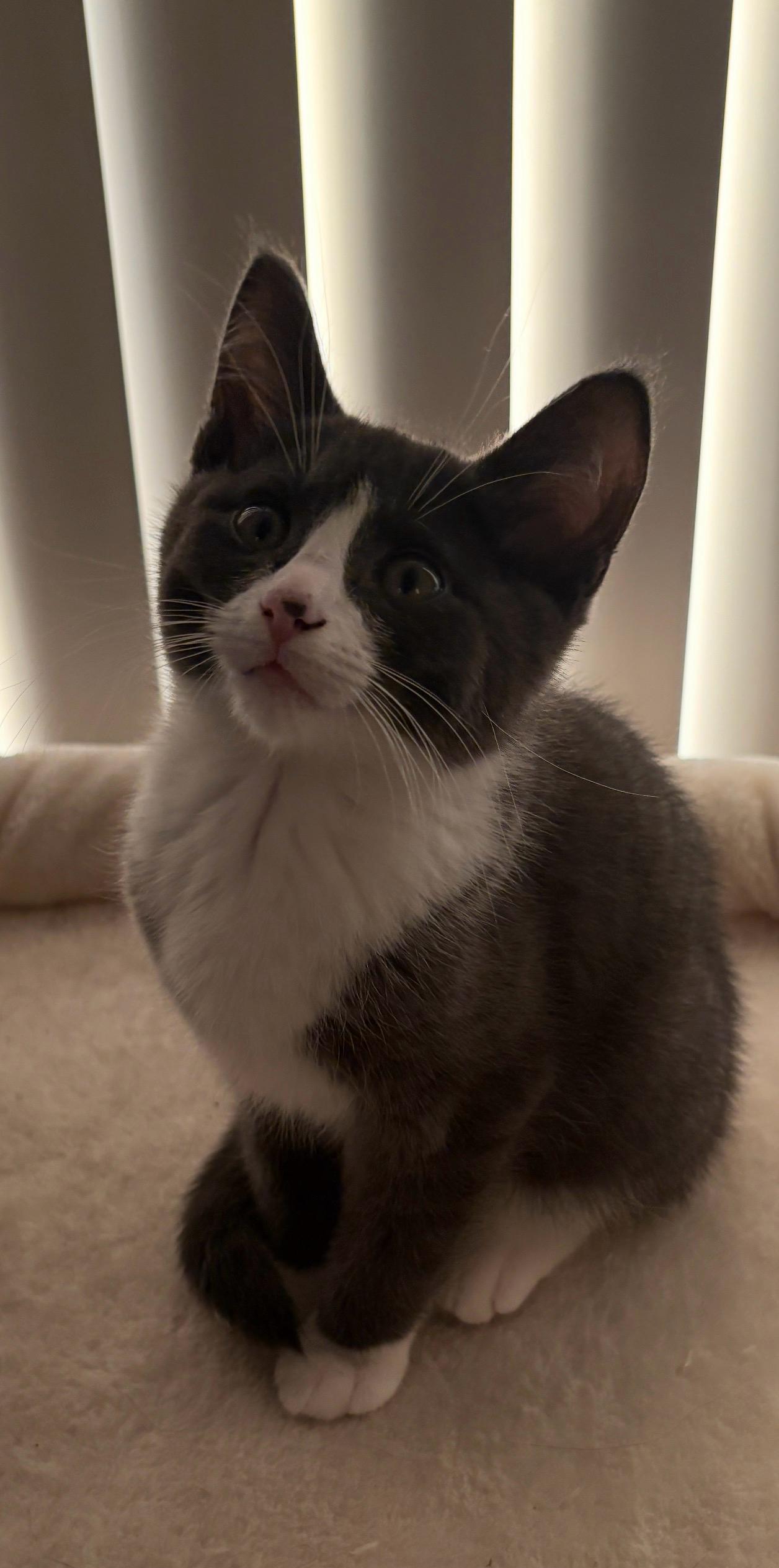 Joey - Adopted 10/24/26, Adopted, Kitten Male Domestic Short Hair.