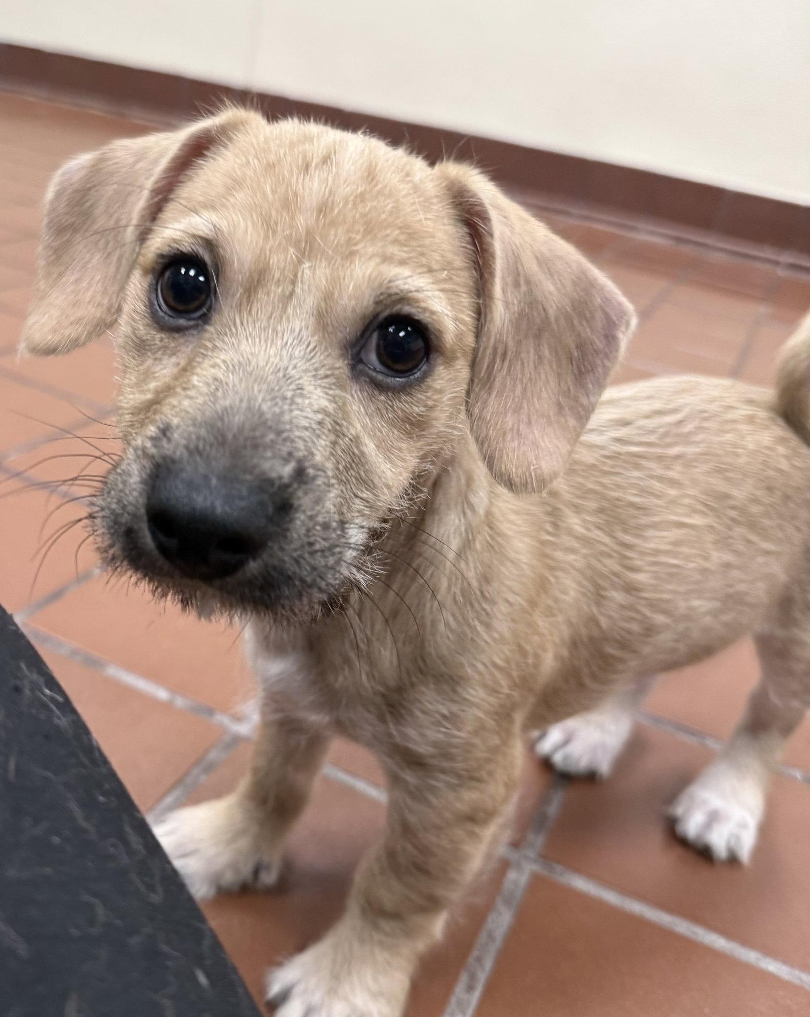 Oscar, Adopted, Puppy Male Terrier & Chihuahua.