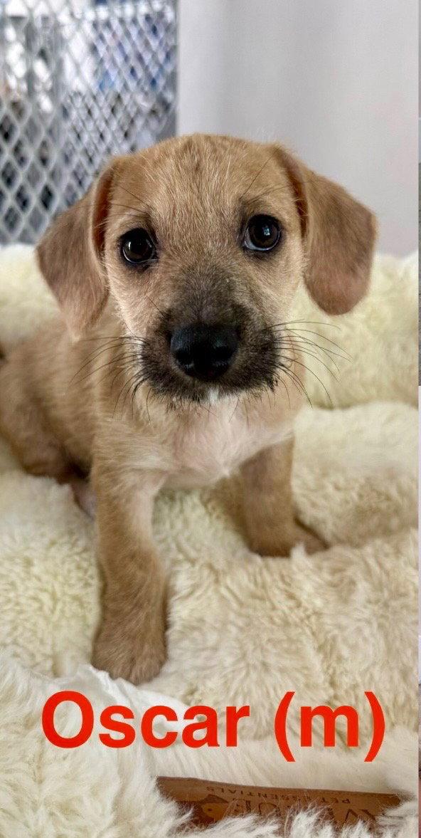 Enlarge Oscar, a Adopted mixed breed in Lake Hopatcong, NJ image 2/3