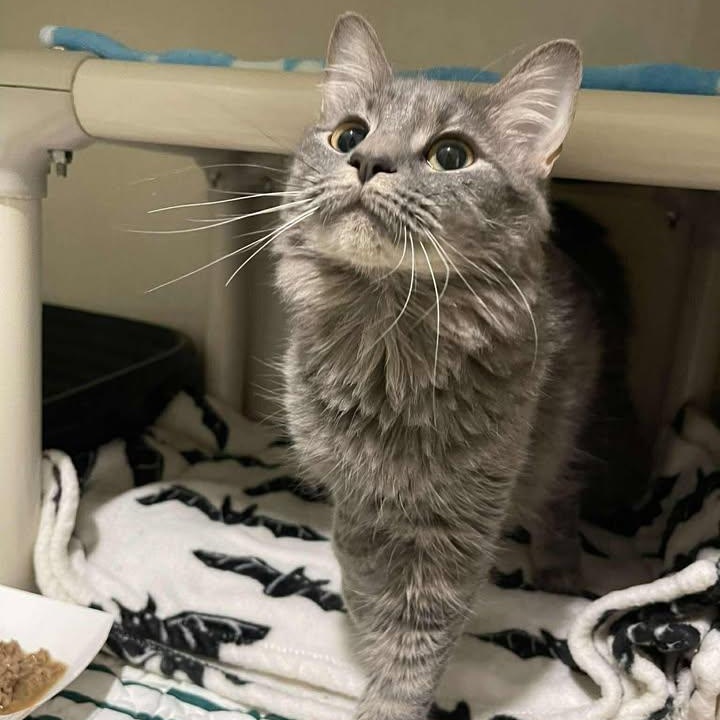 Enlarge Moth, an adopted Domestic Medium Hair in Winthrop, ME image 1/1