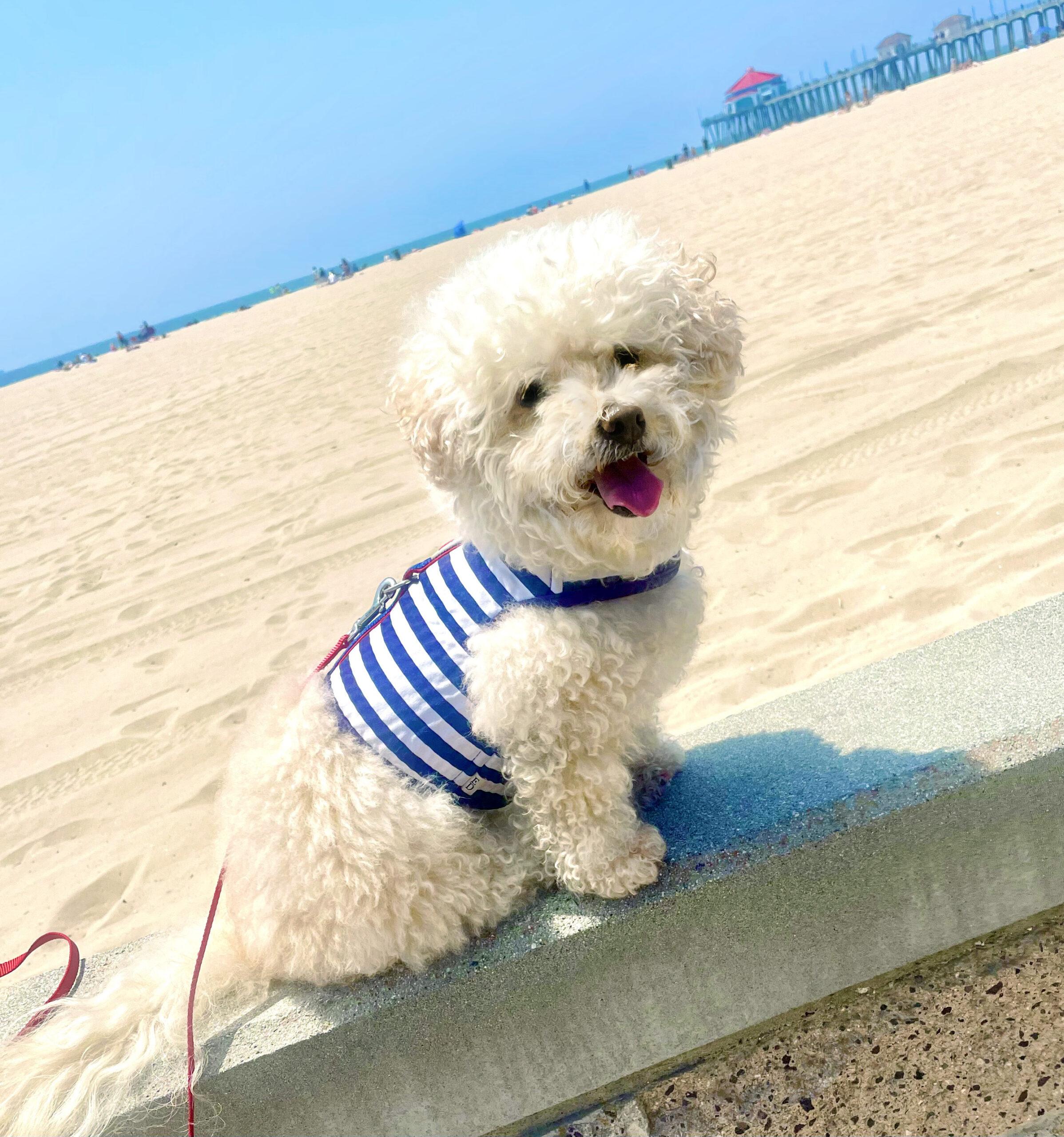 Enlarge Sofia #191, a Adoptable mixed breed in Placentia, CA image 1/6