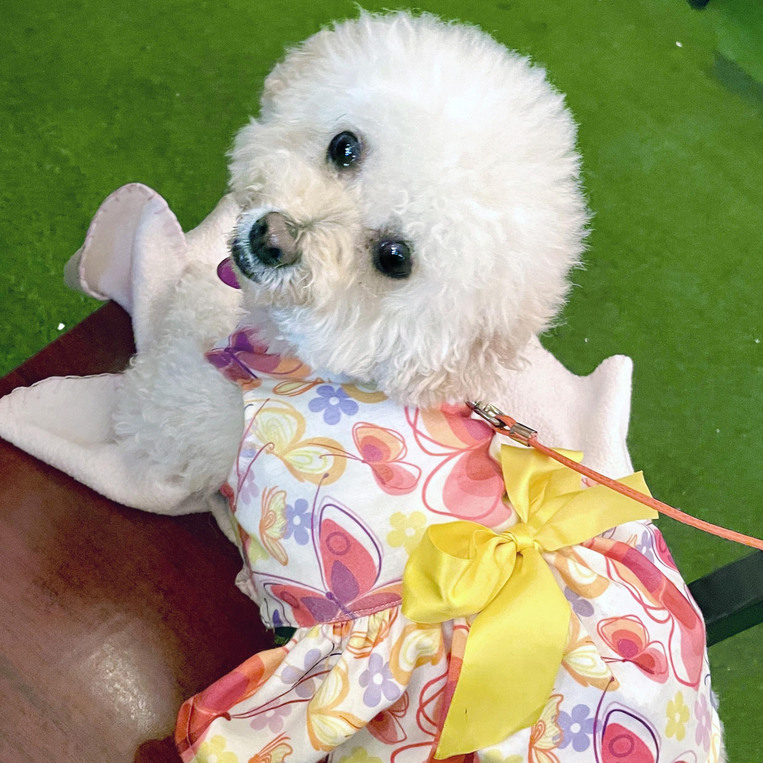 Enlarge Sofia #191, a Adoptable mixed breed in Placentia, CA image 2/6