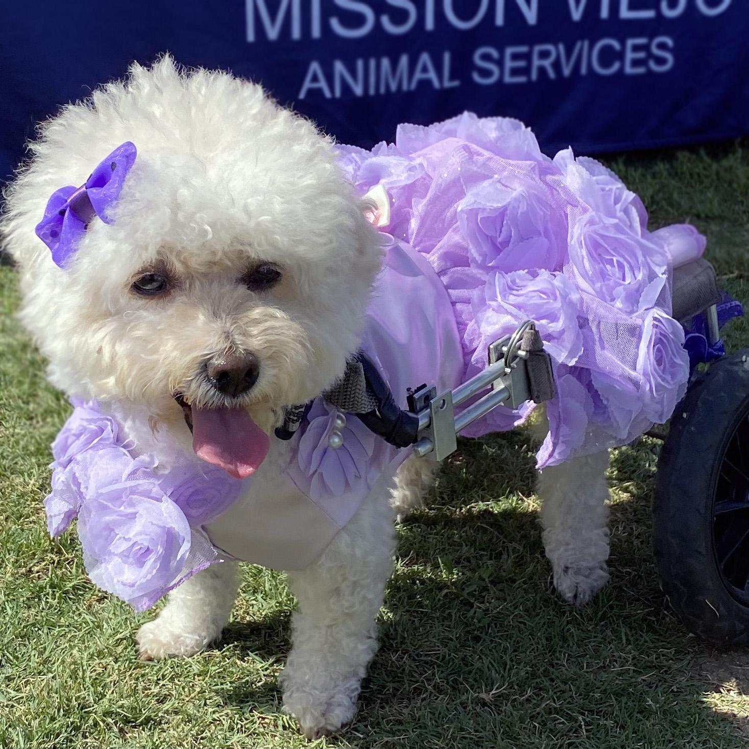 Enlarge Sofia #191, a Adoptable mixed breed in Placentia, CA image 3/6