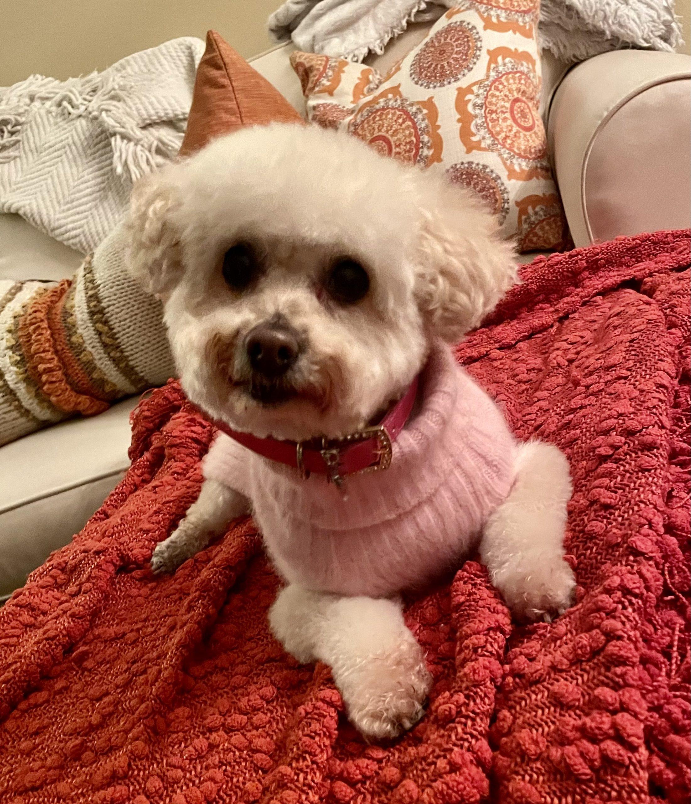 Enlarge Sofia #191, a Adoptable mixed breed in Placentia, CA image 4/6