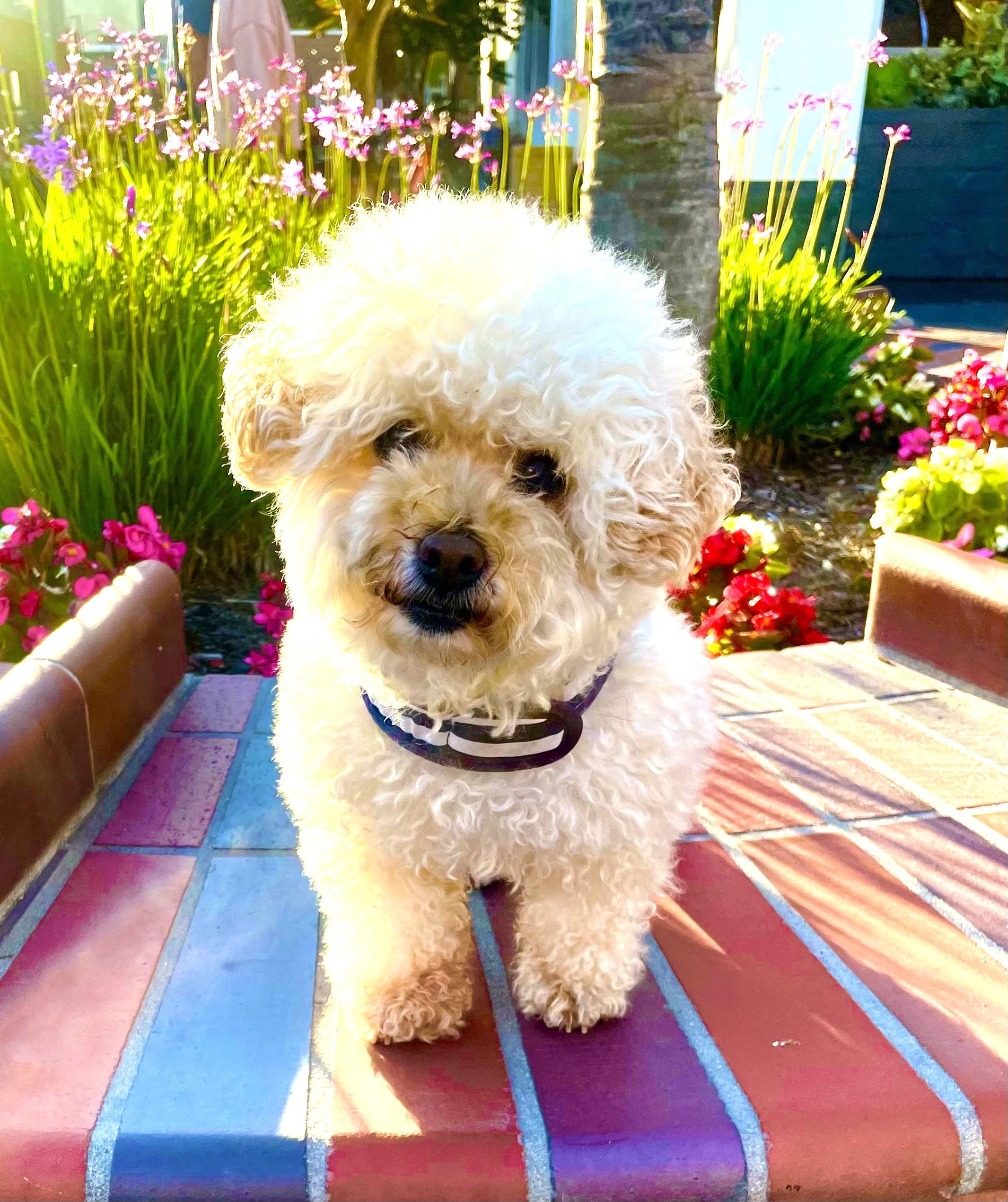 Enlarge Sofia #191, a Adoptable mixed breed in Placentia, CA image 5/6