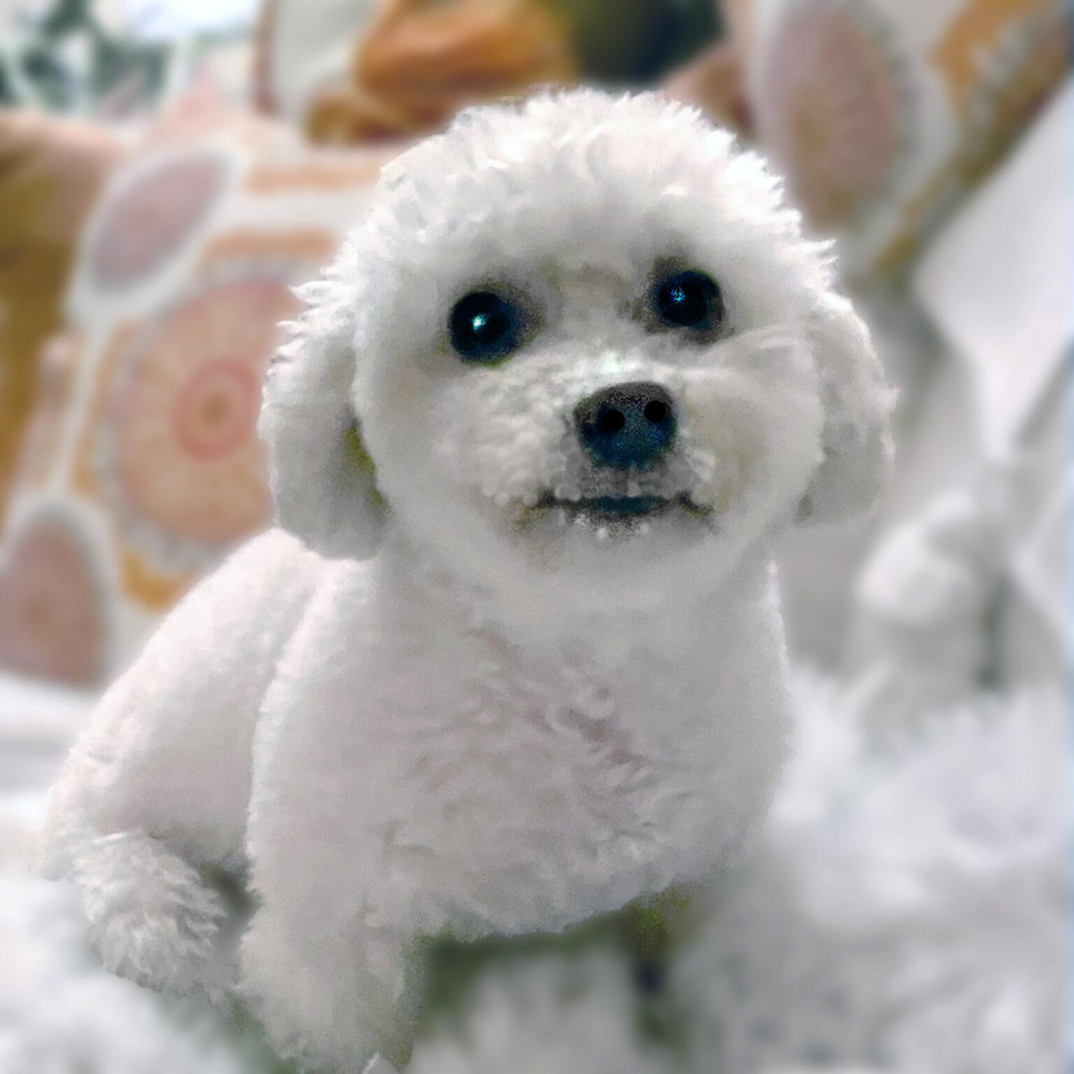 Enlarge Sofia #191, a Adoptable mixed breed in Placentia, CA image 6/6