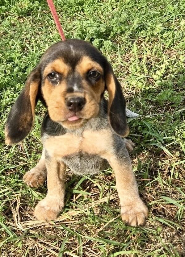 Enlarge Biscuit, an adopted Beagle in Allentown, NJ image 4/6