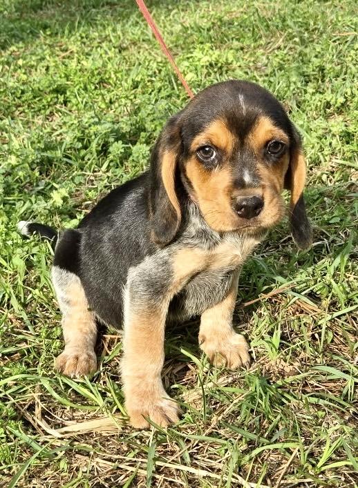 Enlarge Biscuit, an adopted Beagle in Allentown, NJ image 2/6