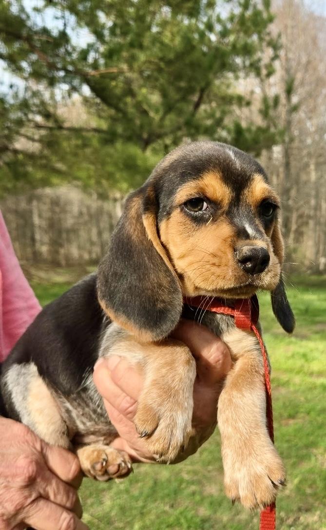 Enlarge Biscuit, an adopted Beagle in Allentown, NJ image 3/6