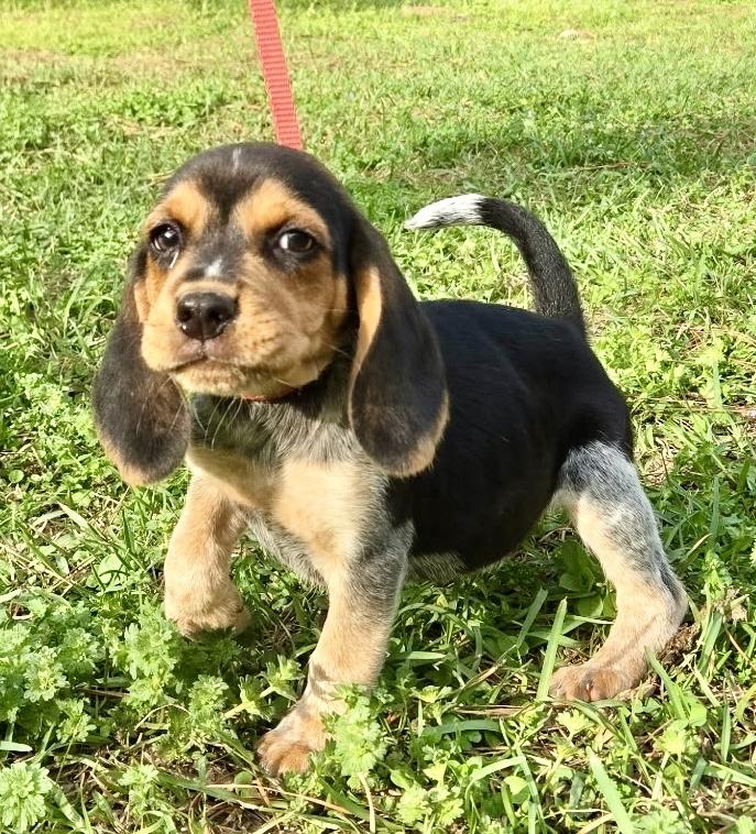 Biscuit, adopted, Puppy Female Beagle.