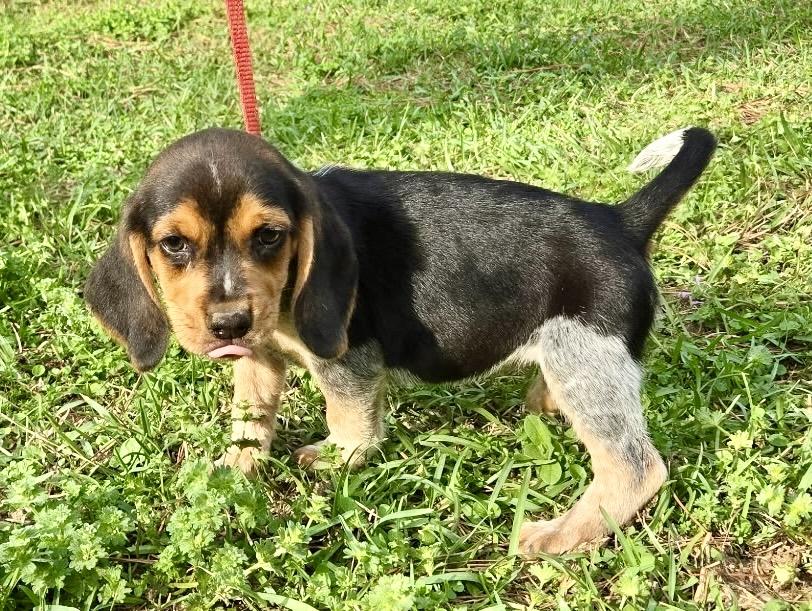 Enlarge Biscuit, an adopted Beagle in Allentown, NJ image 5/6