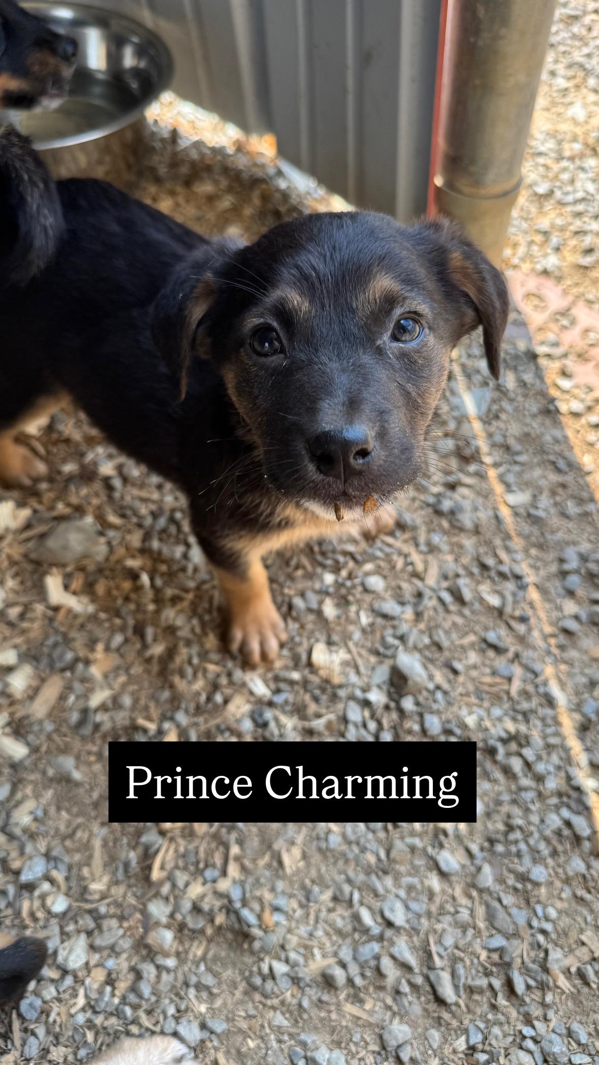 Prince Charming, Adoptable, Puppy Male Australian Cattle Dog / Blue Heeler & Pembroke Welsh Corgi.