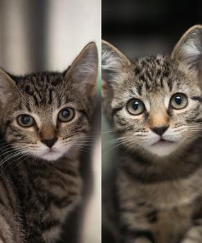 Doogie Meowzer & Dapper Dan (Bonded Pair) photo