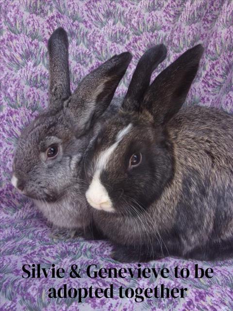 SILVIE, Adoptable, Young Female Bunny Rabbit.