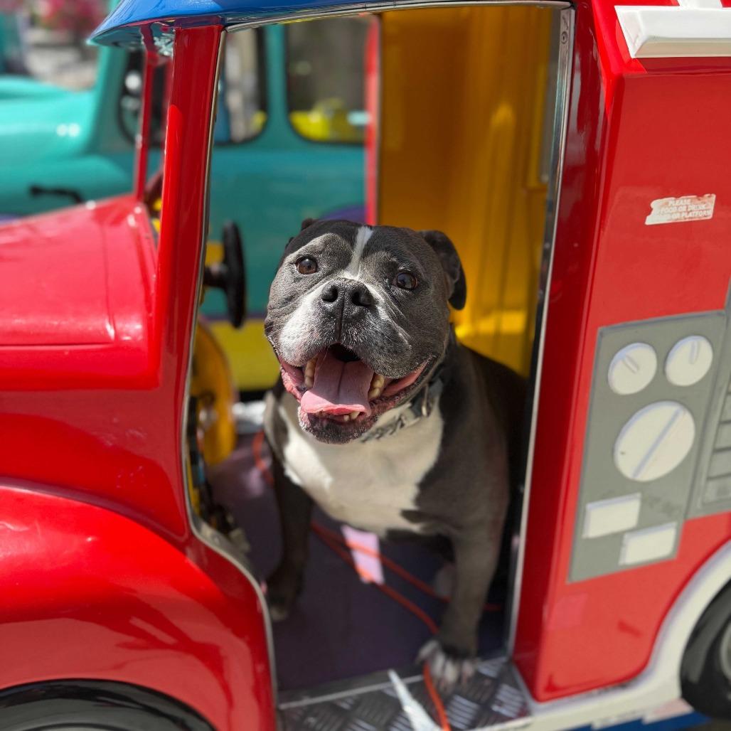 Nugget, Adoptable, Senior Male American Bulldog & Mixed Breed.