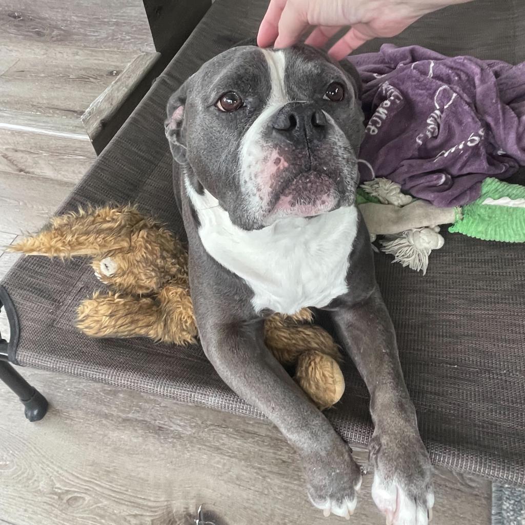 Nugget, a Adoptable mixed breed in Turlock, CA image 3/6