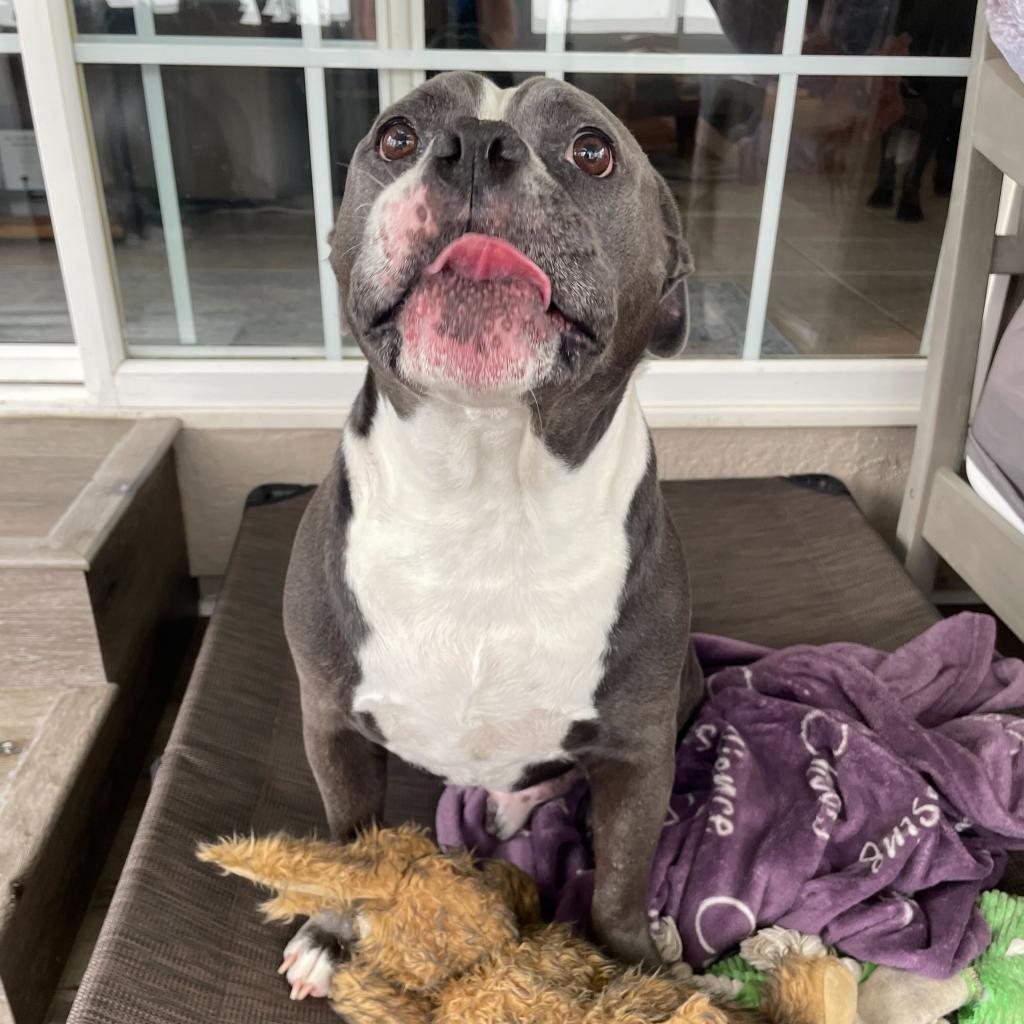 Nugget, a Adoptable mixed breed in Turlock, CA image 5/6