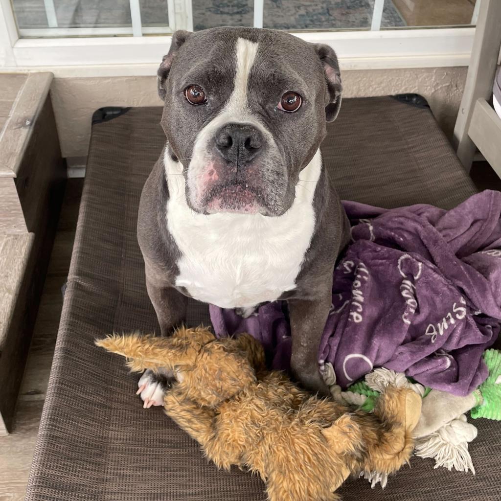 Nugget, a Adoptable mixed breed in Turlock, CA image 6/6