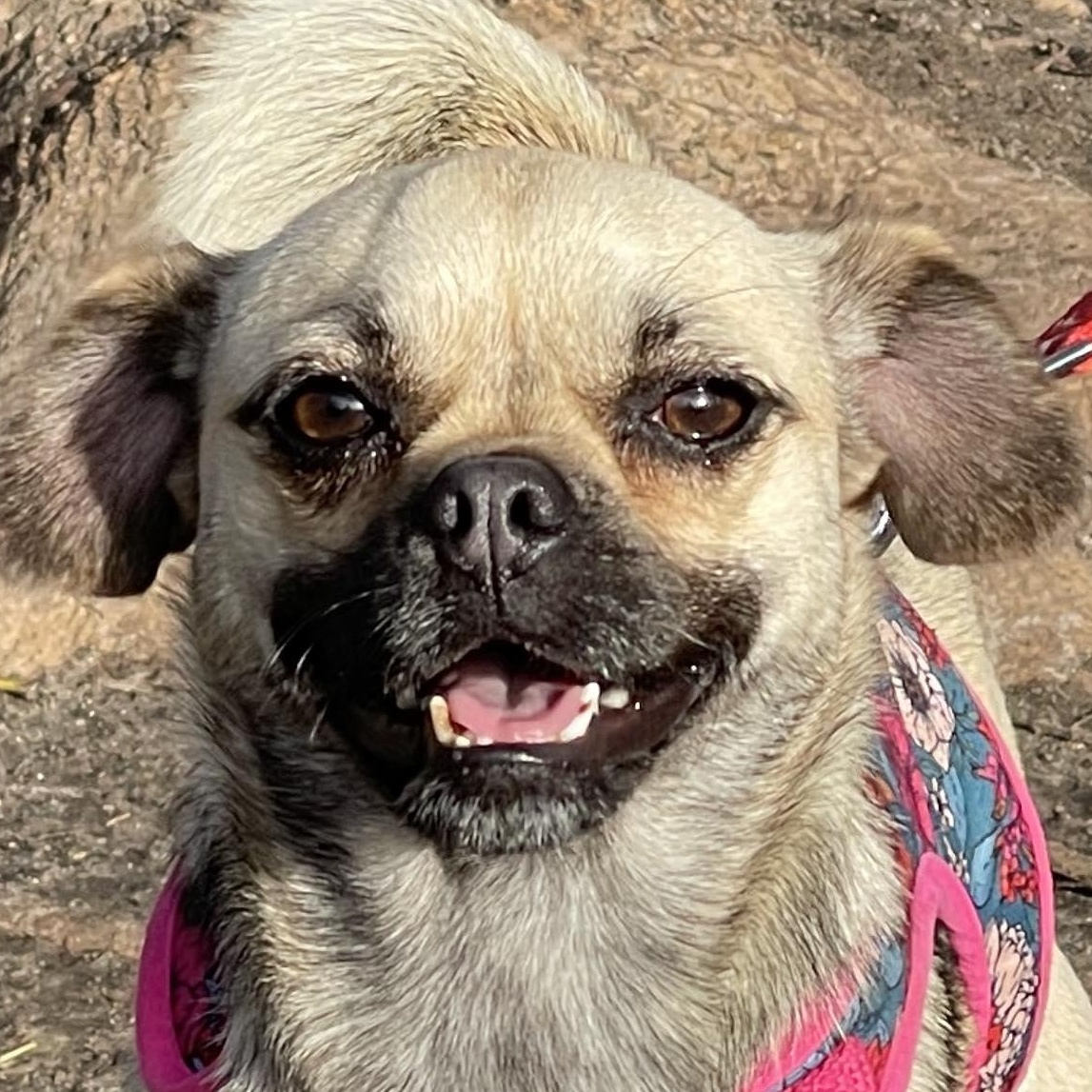 ANNIE 3 yrs 15 lbs, Adoptable, Adult Female Pug & Terrier.