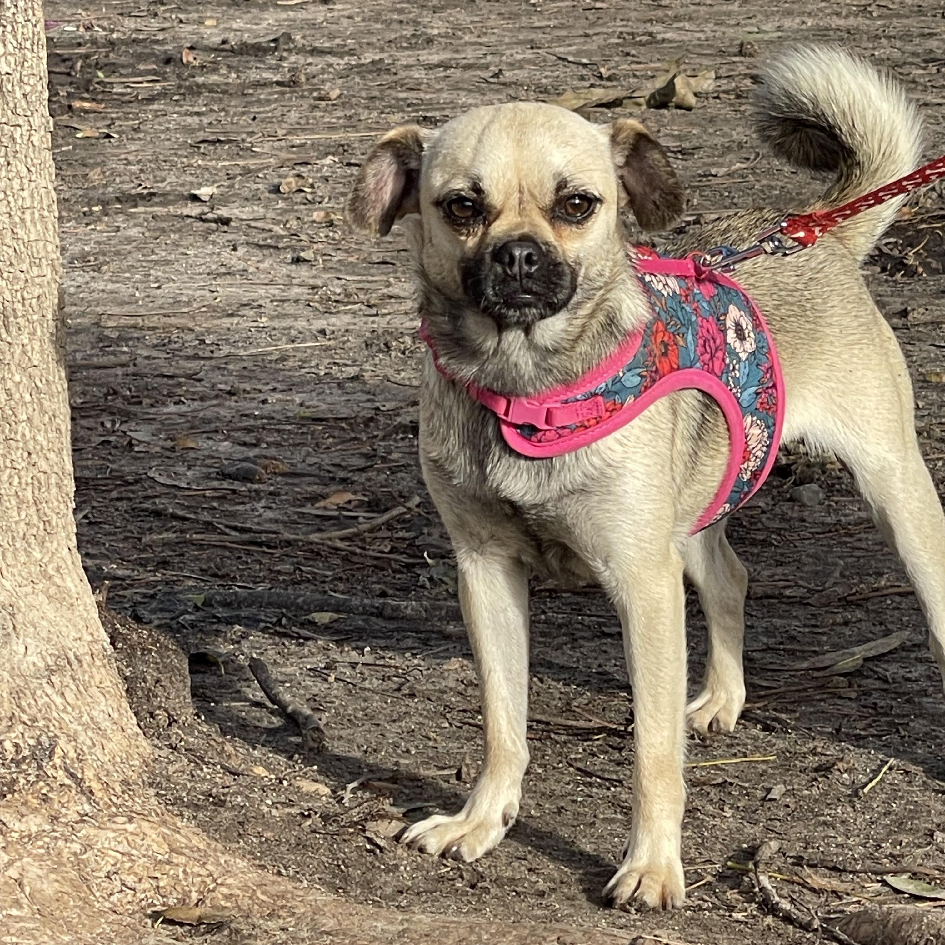 ANNIE 3 yrs 15 lbs, a Adoptable mixed breed in Aliso Viejo, CA image 2/6